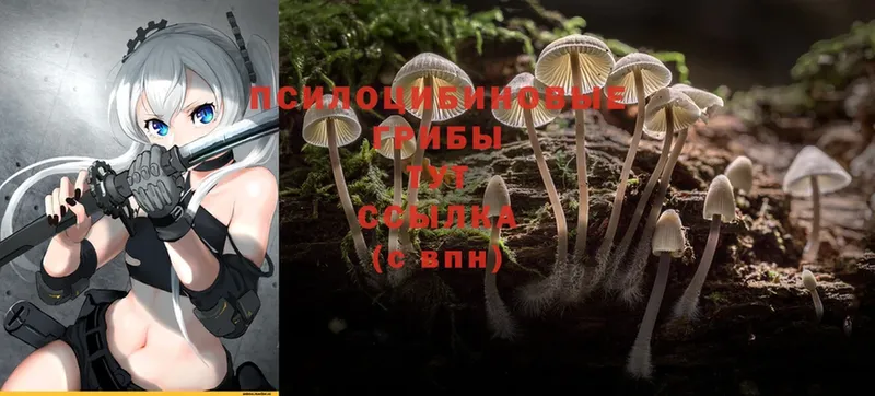 Псилоцибиновые грибы Psilocybe Новоульяновск